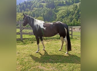 Paint Horse, Klacz, 7 lat, 148 cm, Tobiano wszelkich maści