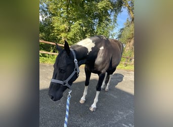 Paint Horse, Klacz, 7 lat, 148 cm, Tobiano wszelkich maści