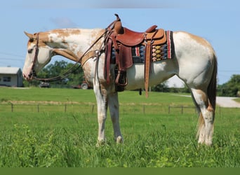 Paint Horse, Klacz, 7 lat, 152 cm, Overo wszelkich maści