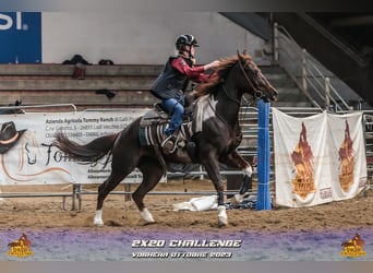 Paint Horse, Klacz, 7 lat, 153 cm, Overo wszelkich maści