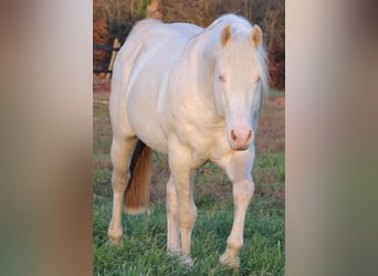 Paint Horse, Klacz, 7 lat, 155 cm, Tovero wszelkich maści