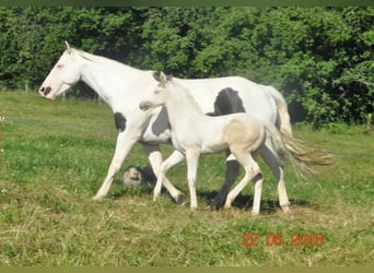 Paint Horse, Klacz, 7 lat, 155 cm, Tovero wszelkich maści