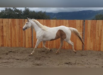 Paint Horse, Klacz, 7 lat, 155 cm, Tovero wszelkich maści