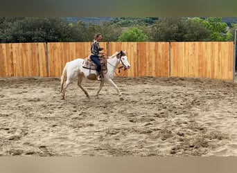 Paint Horse, Klacz, 7 lat, 155 cm, Tovero wszelkich maści