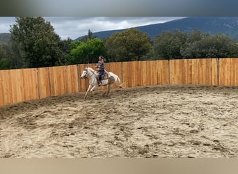 Paint Horse, Klacz, 7 lat, 155 cm, Tovero wszelkich maści