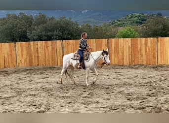 Paint Horse, Klacz, 7 lat, 155 cm, Tovero wszelkich maści
