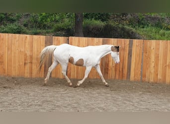 Paint Horse, Klacz, 7 lat, 155 cm, Tovero wszelkich maści