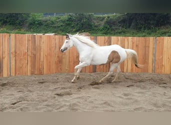 Paint Horse, Klacz, 7 lat, 155 cm, Tovero wszelkich maści