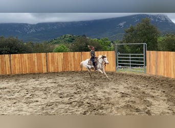 Paint Horse, Klacz, 7 lat, 155 cm, Tovero wszelkich maści