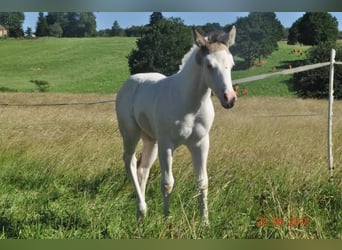 Paint Horse, Klacz, 7 lat, 155 cm, Tovero wszelkich maści