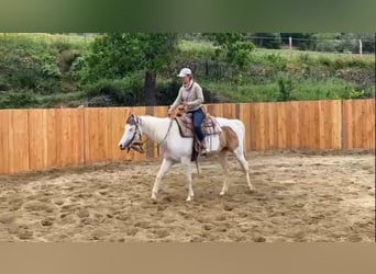 Paint Horse, Klacz, 7 lat, 155 cm, Tovero wszelkich maści