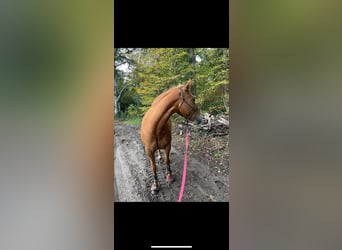 Paint Horse, Klacz, 8 lat, 145 cm, Bułana