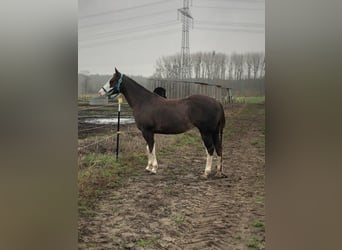 Paint Horse, Klacz, 8 lat, 145 cm, Ciemnokasztanowata