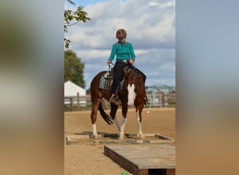 Paint Horse, Klacz, 8 lat, 145 cm, Ciemnokasztanowata