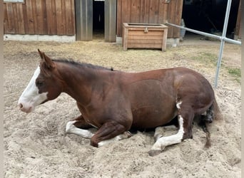 Paint Horse, Klacz, 8 lat, 145 cm, Ciemnokasztanowata