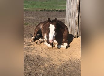 Paint Horse, Klacz, 8 lat, 145 cm, Ciemnokasztanowata