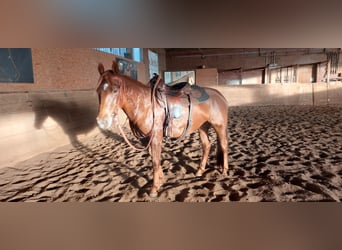 Paint Horse, Klacz, 8 lat, 151 cm, Kasztanowata