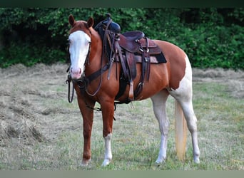Paint Horse, Klacz, 8 lat, 152 cm, Ciemnokasztanowata