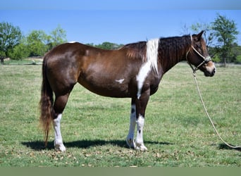 Paint Horse, Klacz, 8 lat, 152 cm, Tobiano wszelkich maści