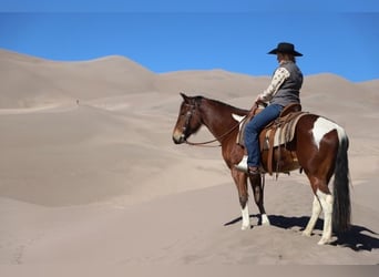 Paint Horse, Klacz, 9 lat, 142 cm, Tobiano wszelkich maści