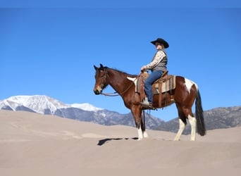 Paint Horse, Klacz, 9 lat, 142 cm, Tobiano wszelkich maści