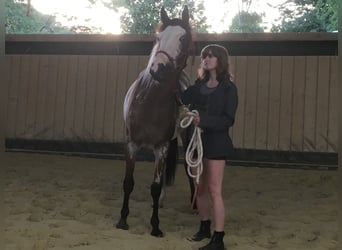 Paint Horse, Klacz, 9 lat, 151 cm, Overo wszelkich maści