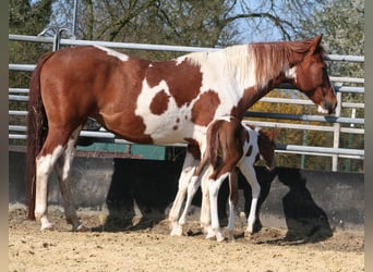Paint Horse, Klacz, 9 lat, 152 cm, Ciemnokasztanowata