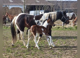 Paint Horse, Klacz, 9 lat, 152 cm, Tobiano wszelkich maści
