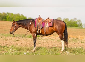 Paint Horse, Klacz, 9 lat, 155 cm, Srokata