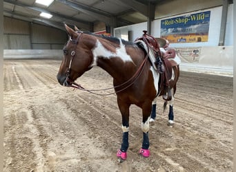 Paint Horse, Klacz, 9 lat, 155 cm, Tobiano wszelkich maści