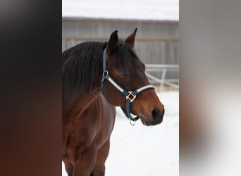 Paint Horse, Klacz, Źrebak (04/2024), 147 cm, Kasztanowata