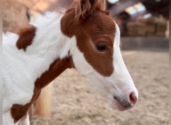 Paint Horse Mix, Klacz, Źrebak (06/2025), 148 cm, Tobiano wszelkich maści