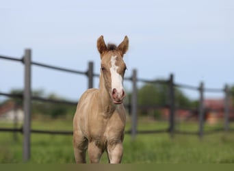 Paint Horse, Klacz, Źrebak (06/2025), 150 cm