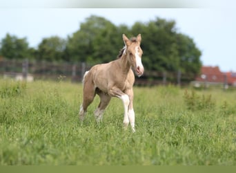 Paint Horse, Klacz, Źrebak (06/2025), 150 cm