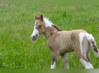 Paint Horse, Klacz, Źrebak (06/2025), 150 cm