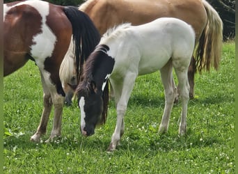 Paint Horse Mix, Klacz, Źrebak (05/2024), 150 cm, Srokata