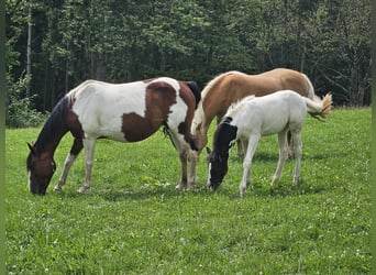 Paint Horse Mix, Klacz, Źrebak (05/2024), 150 cm, Srokata