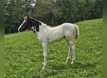 Paint Horse Mix, Klacz, Źrebak (05/2024), 150 cm, Srokata