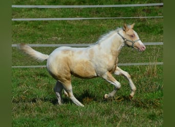 Paint Horse, Klacz, Źrebak (05/2023), 150 cm, Szampańska