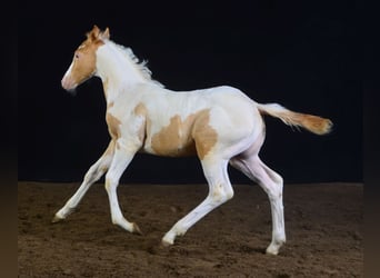 Paint Horse, Klacz, Źrebak (05/2023), 150 cm, Szampańska
