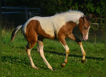 Paint Horse, Klacz, Źrebak (05/2024), 150 cm, Szampańska