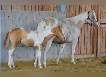 Paint Horse, Klacz, Źrebak (05/2025), 150 cm, Szampańska