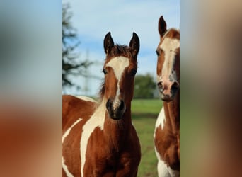 Paint Horse, Klacz, Źrebak (05/2023), 150 cm, Tobiano wszelkich maści