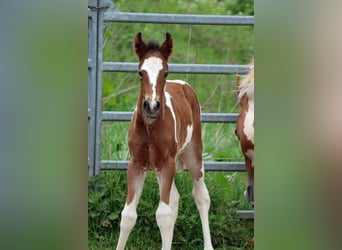 Paint Horse, Klacz, Źrebak (05/2023), 150 cm, Tobiano wszelkich maści