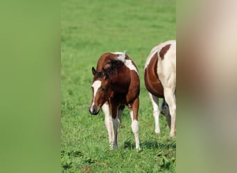 Paint Horse, Klacz, Źrebak (05/2023), 150 cm, Tobiano wszelkich maści