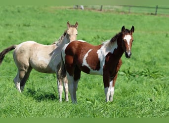 Paint Horse, Klacz, Źrebak (05/2023), 150 cm, Tobiano wszelkich maści