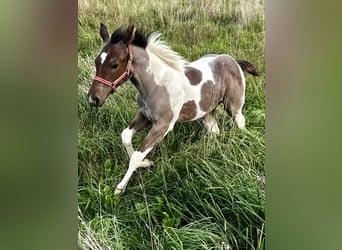 Paint Horse, Klacz, Źrebak (05/2024), 150 cm, Tobiano wszelkich maści