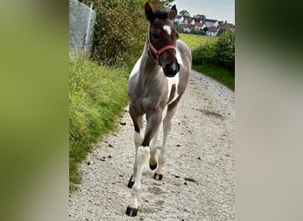 Paint Horse, Klacz, Źrebak (05/2024), 150 cm, Tobiano wszelkich maści