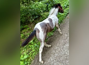 Paint Horse, Klacz, Źrebak (05/2024), 150 cm, Tobiano wszelkich maści