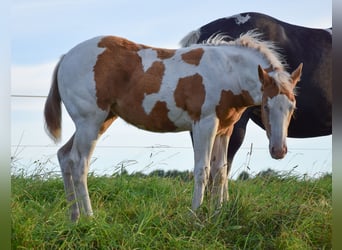Paint Horse, Klacz, Źrebak (06/2025), 150 cm, Tobiano wszelkich maści